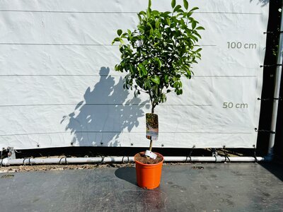 Agrumes - Calamondin env. 110 cm