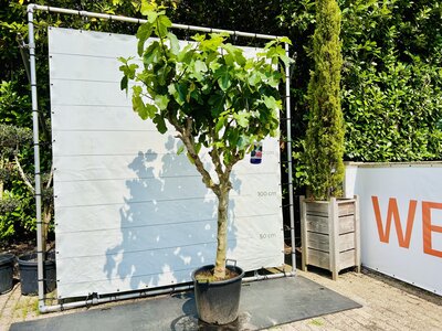 Figuier -  Ficus Carica env. 240 cm