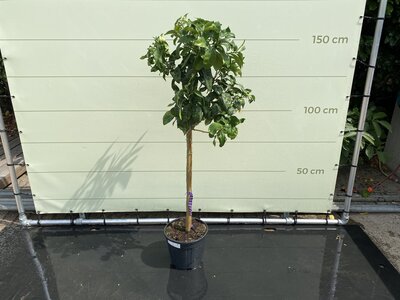 Agrumes - Pamplemousse