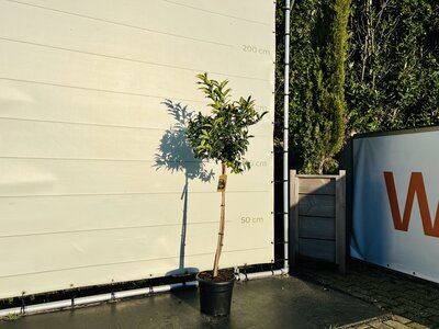 Agrumes - Kumquat env. 150 cm