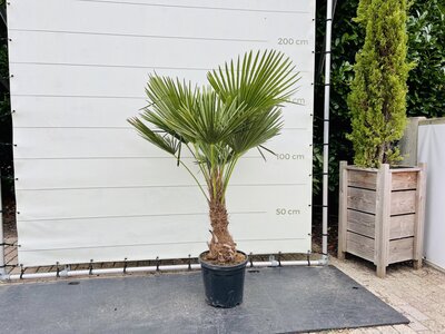 Trachycarpus Fortunei - env. 160 cm