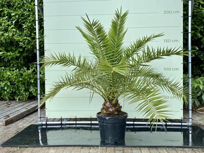 Palmier - Phoenix Canariensis