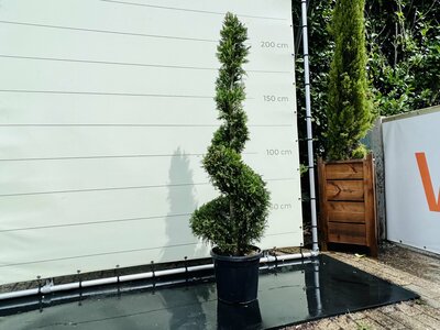 Cupressocyparis Leylandii - Spiral - hauteur 175 cm