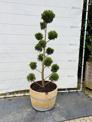 Cupressocyparis Leylandii - Pon Pon dans un demi tonneau