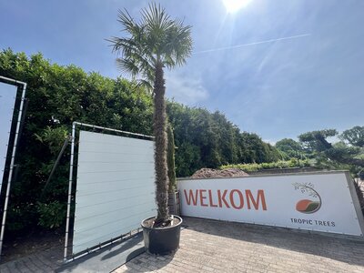 Trachycarpus Fortunei - env. 500 cm