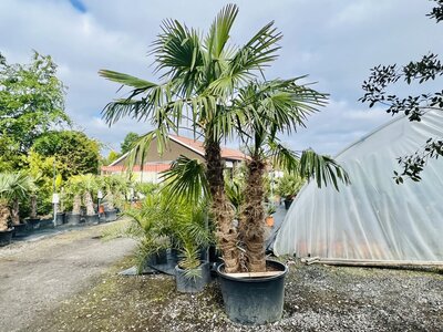 Trachycarpus Fortunei - Palmier à éventail chinois env. 300 cm