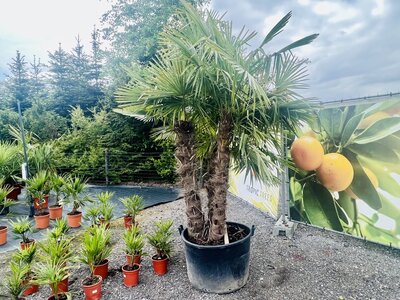 Trachycarpus Fortunei - Palmier à éventail chinois env. 350 cm
