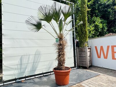 Trachycarpus - Wagnerianus env. 200 cm