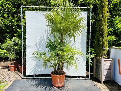 Trachycarpus Fortunei - Palmier à éventail chinois env. 230 cm