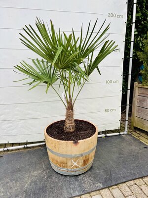 Trachycarpus Fortunei - dans un tonneau à vin env. 150 cm