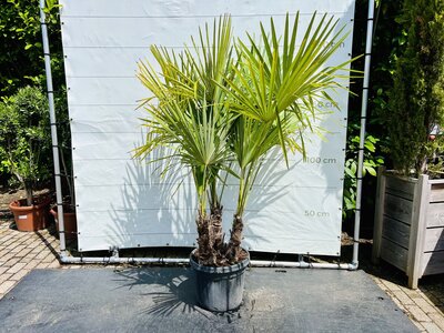 Trachycarpus Fortunei - Palmier à éventail chinois env. 170 cm