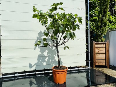 Figuier - Ficus Carica env. 150 cm