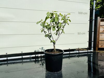 Figuier - Brown Turkey