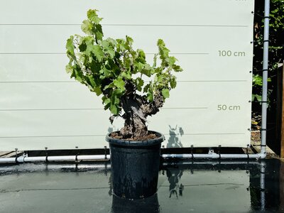 Raisinier - Sur un vieux tronc env. 120 cm