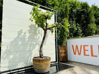 Raisinier sur vieux tronc - Dans un demi-tonneau de vin