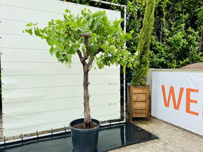 Raisinier - Sur un vieux tronc env. 220 cm