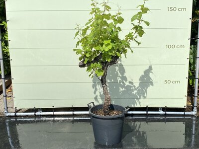 Raisinier - Sur un vieux tronc env. 110 cm