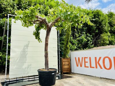 Vigne - Sur vieux tronc env. 240 cm