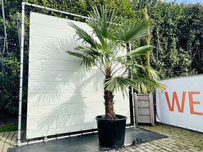 Trachycarpus Fortunei - Hauteur du tronc 100 cm