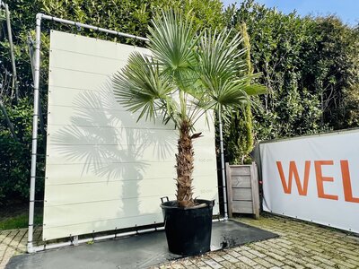 Trachycarpus Fortunei - Hauteur du tronc 110 cm
