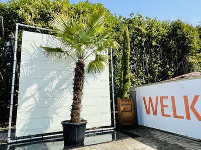 Trachycarpus Fortunei - Hauteur du tronc 140 cm