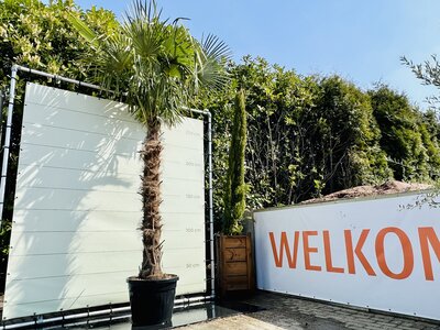 Trachycarpus Fortunei - Hauteur du tronc 180 cm