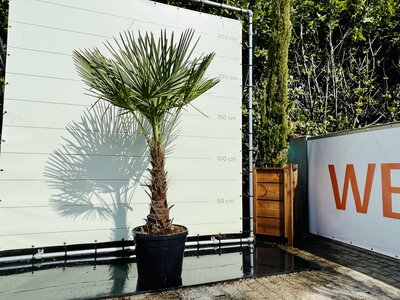 Trachycarpus Fortunei - Hauteur du tronc 70 cm