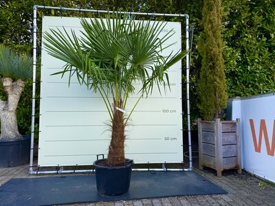 Trachycarpus Fortunei - Hauteur du tronc 90 cm