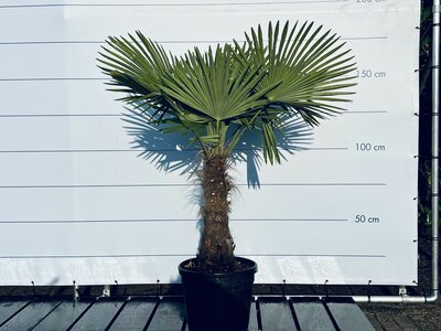 Trachycarpus Fortunei - Hauteur du tronc 60 cm