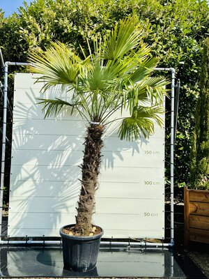 Trachycarpus Fortunei - Hauteur du tronc 150 cm