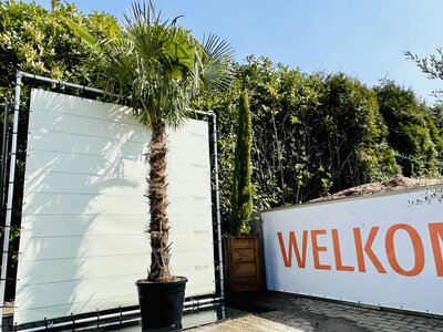 Trachycarpus Fortunei - Hauteur du tronc 170 cm