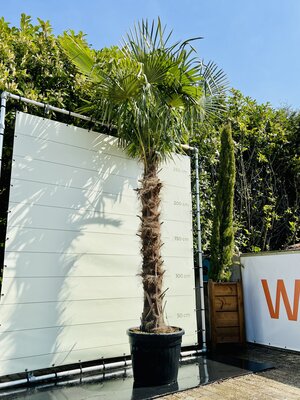 Trachycarpus Fortunei - Hauteur du tronc 190 cm