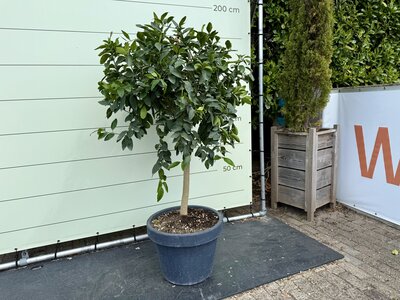 Agrumes - Limettier en pot décoratif 