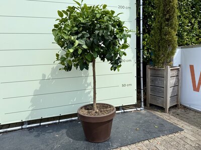 Agrumes - Orangers en pot décoratif 