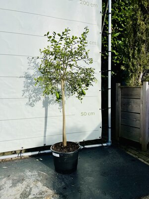 Agrumes - citron caviar 