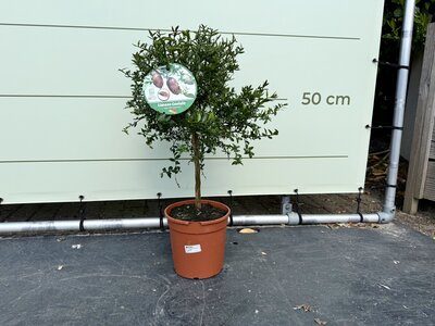 Agrumes - citron caviar 70 cm