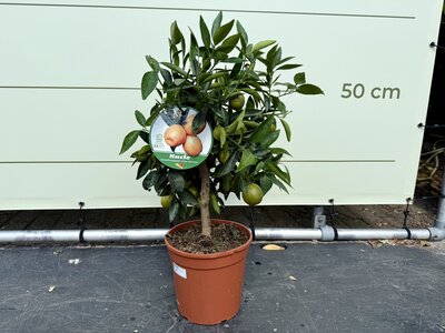 Agrumes - Kucle 70 cm