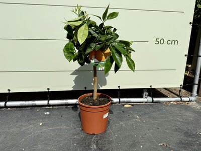 Agrumes - Oranger env. 70 cm