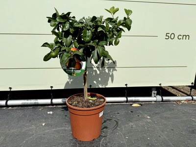 Agrumes - limettier env. 70 cm