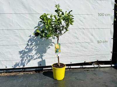 Agrumes - Limequat env. 50 cm