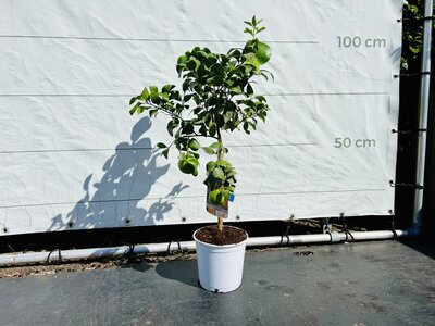 Agrumes - Pamplemousse