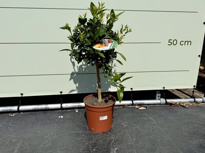 Agrumes - mandarinier env. 70 cm