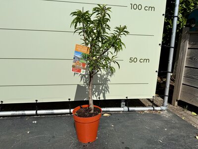 Arbre fruitier - Pêcher env. 90 cm