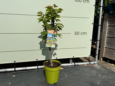 Arbre fruitier - Poirier env. 80 cm