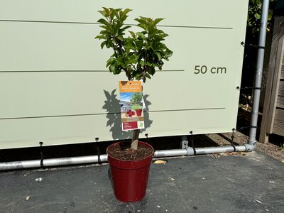 Arbre fruitier - Cerisier env. 80 cm 