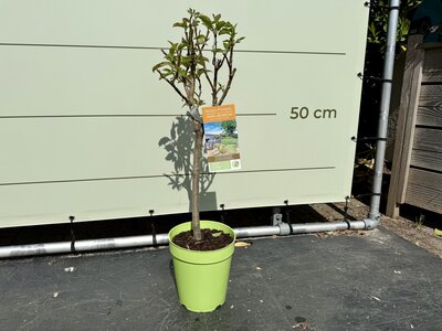 Arbre fruitier - Pommier env. 90 cm 