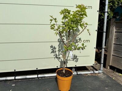 Arbre fruitier - Abricotier env. 100 cm 