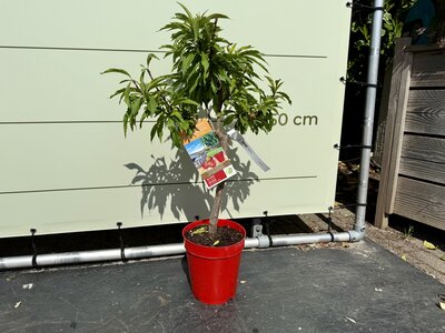 Arbre fruitier - Nectarine env. 80 cm