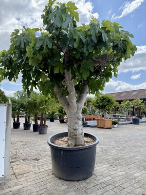 Figuier - Ficus Carica env. 250 cm