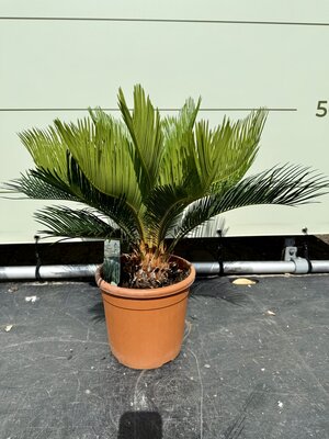 Cycas Revoluta - env. 65 cm